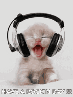 Have A Wonderful Wednesday Cute Kitten GIF