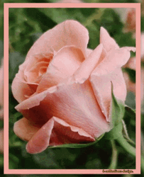Have A Wonderful Wednesday Lovely Peach Rose GIF