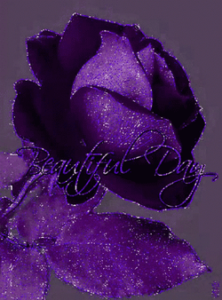 Have A Wonderful Wednesday Violet Rose GIF