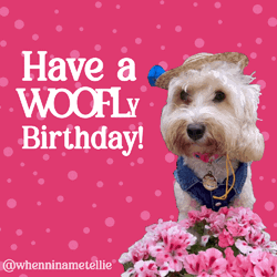 Have A Woofly Happy Birthday Dog GIF
