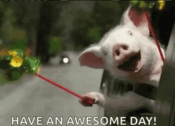 Have An Awesome Day Piglet Greeting In The Car GIF