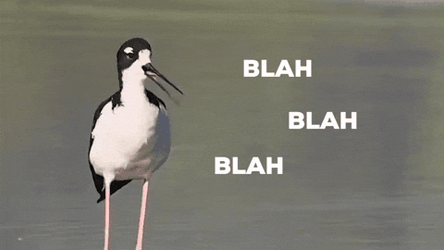 Hawaiian Stilt Yap In The Water GIF