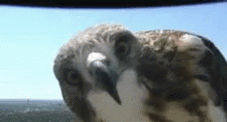 Hawk GIF