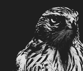 Hawk Eaglesight GIF