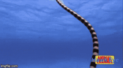 Hawk Eye Animal Channel Bird Flying GIF