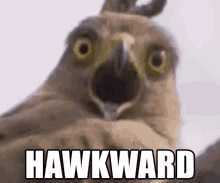 Hawk Hawkward Shocked Reaction GIF