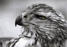 Hawk Looking Seriously GIF