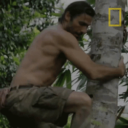 Hazen Audel Climb Coconut Tree GIF