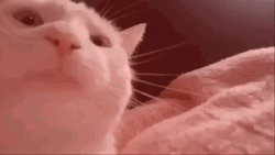Head Banging Cat Vibing Colorful Lights GIF