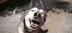 Head Massage Husky Dog GIF