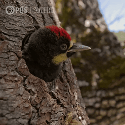 Head Out Woody Woodpecker Laugh GIF