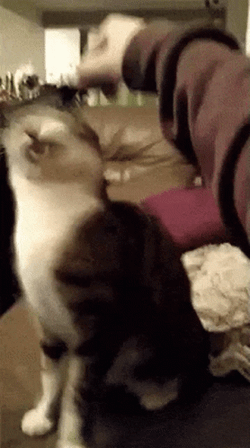 Head ScratchesTrippy Cat GIF
