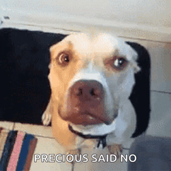 Head Shake Of A Dog GIF