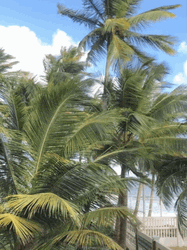 Healthy Coconut Tree GIF