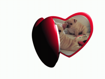 Heart Shaped Picture Frame With Two Puppies GIF