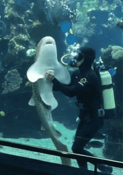 Heart With Whale Shark My Beloved GIF