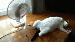Heat Sleeping Cat With Fan GIF
