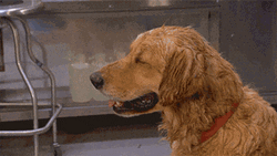 Heat Wave Sweaty Pooch Wiping Self GIF