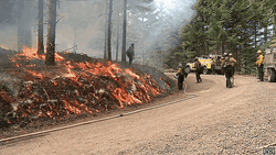 Heated Forest On Fire  GIF