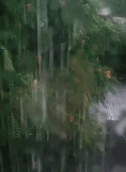 Heavy Downpour Tropical Monsoon Weather GIF