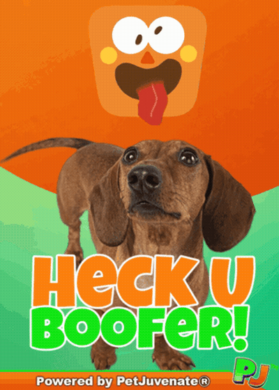 Heck U Boofer Dachshund Advertisement GIF