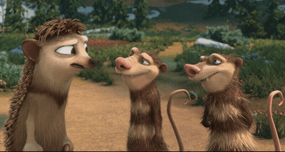 Hedgehog And Two Opossums In Field GIF
