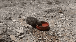 Hedgehog Beside Road Drinking GIF
