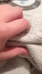 Hedgehog Caught Hiding GIF