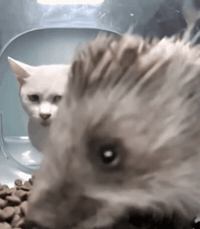 Hedgehog Close Up With Cat Behind GIF