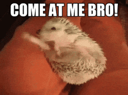 Hedgehog Come At Me Bro