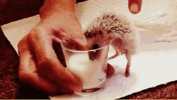 Hedgehog Drinking Milk GIF
