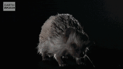Hedgehog Drying Itself GIF