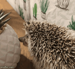 Hedgehog Eating Fail GIF