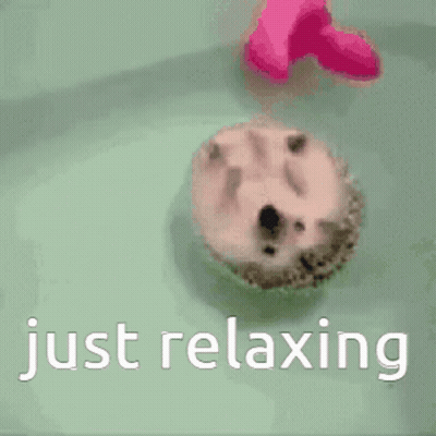 Hedgehog Floating In Bathtub Just Relaxing GIF