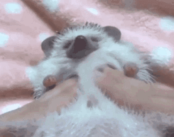 Hedgehog Having A Sensual Massage