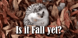 Hedgehog Is It Fall Yet