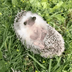 Hedgehog Lying Down GIF