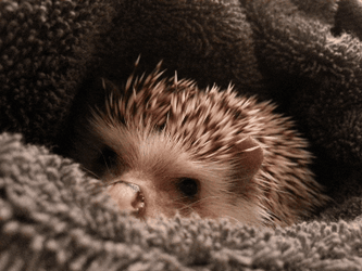 Hedgehog Make It Stop GIF