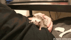 Hedgehog Pulling Shirt GIF
