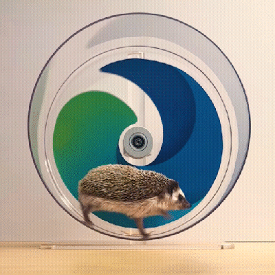 Hedgehog Running In Circular Wheel GIF