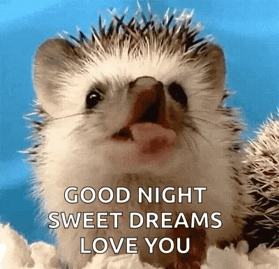 Hedgehog Saying Good Night GIF