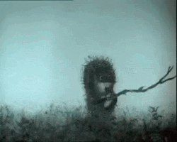 Hedgehog Searching In The Fog GIF