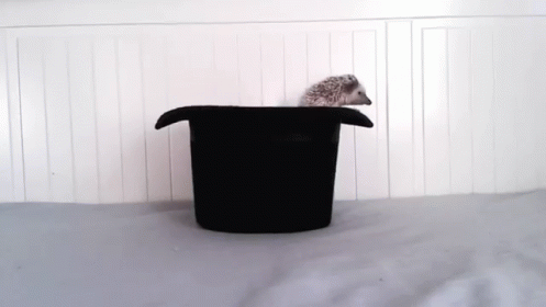 Hedgehog Sitting In Top Hat GIF