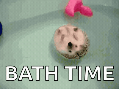 Hedgehog Swimming in Bathtub Bath Time