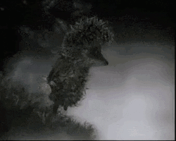 Hedgehog Walking In The Fog GIF