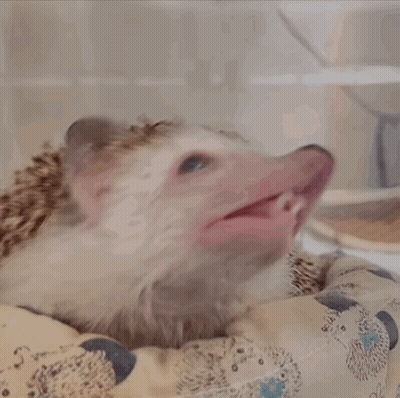 Hedgehog Yawning With Mouth Open GIF