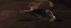 Hedwig Flying Fast GIF
