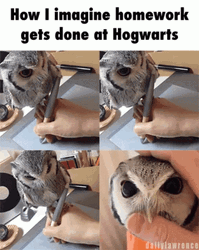 Hedwig Homework Get Done At Hogwarts GIF