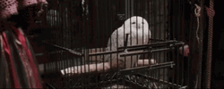 Hedwig Inside Cage GIF