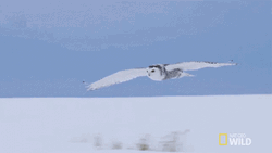 Hedwig Landing Fly GIF